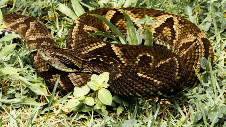 Cobras no Triângulo