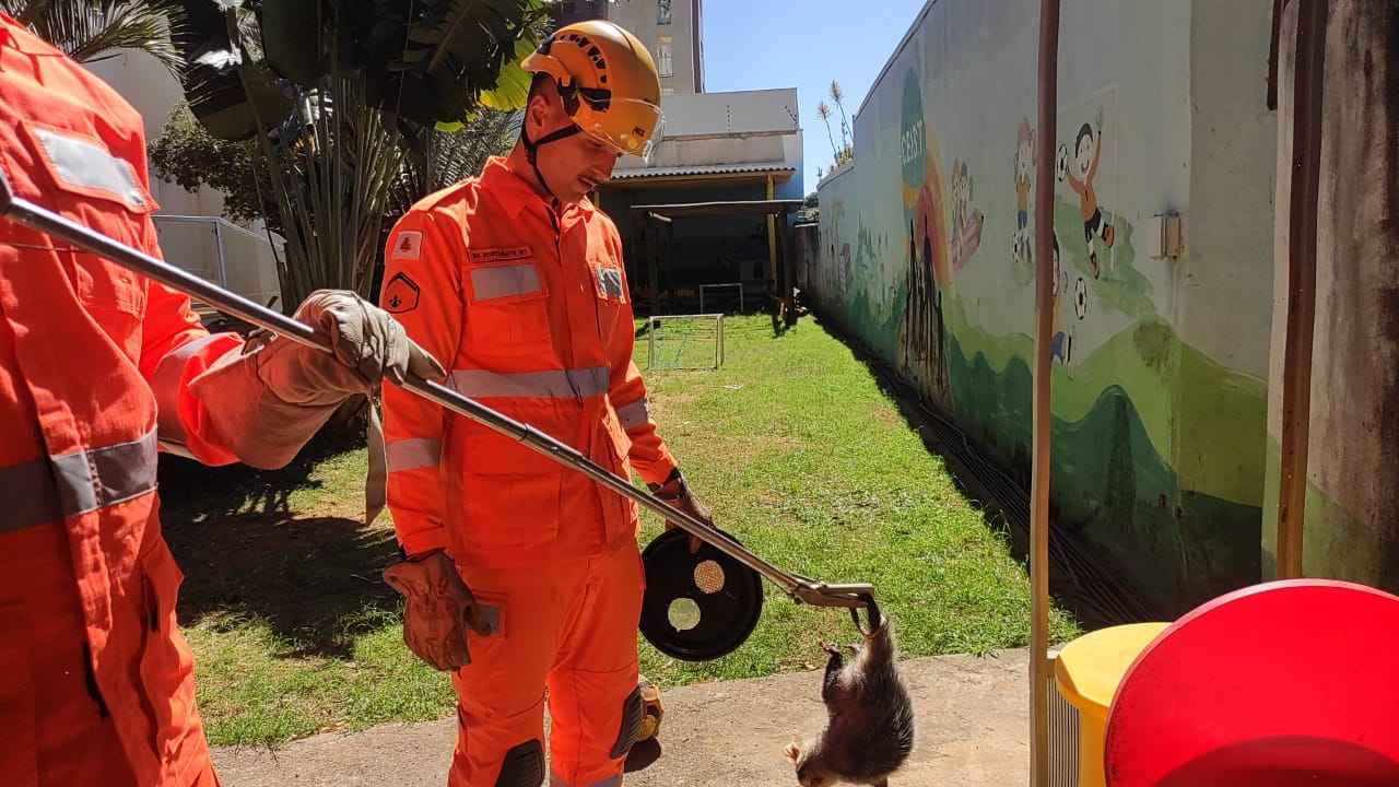 Gambá é capturado em escola Gambá é capturado em escola