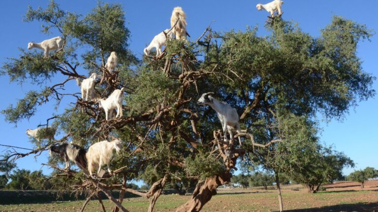 Cabras que sobem em árvores são um fenômeno turístico comum no Marrocos