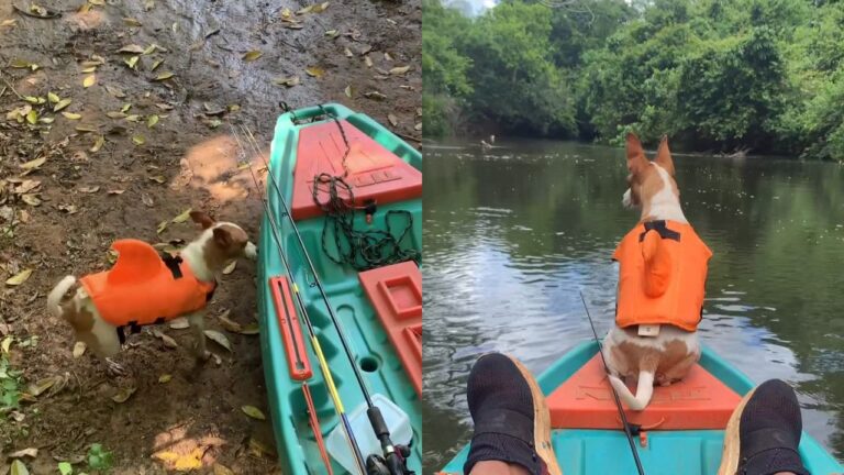 cachorrinha pescadora