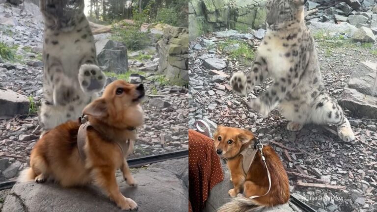 Cachorrinha ignora leopardo e viraliza