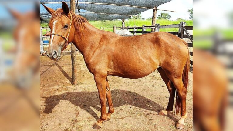 cavalos e bois apreendidos