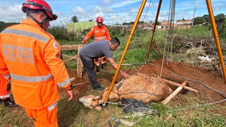 Mula de cerca de 300 quilos foi retirada de buraco com ajuda de tripé e sistema de polias