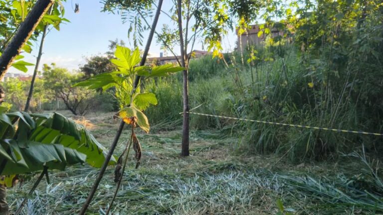 Corpo de mulher decapitada e sem órgãos é encontrado em parque de BH