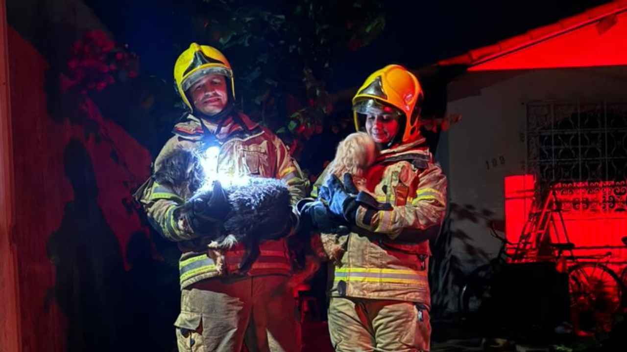 Bombeiros resgatam 4 cães Bombeiros resgatam 4 cães