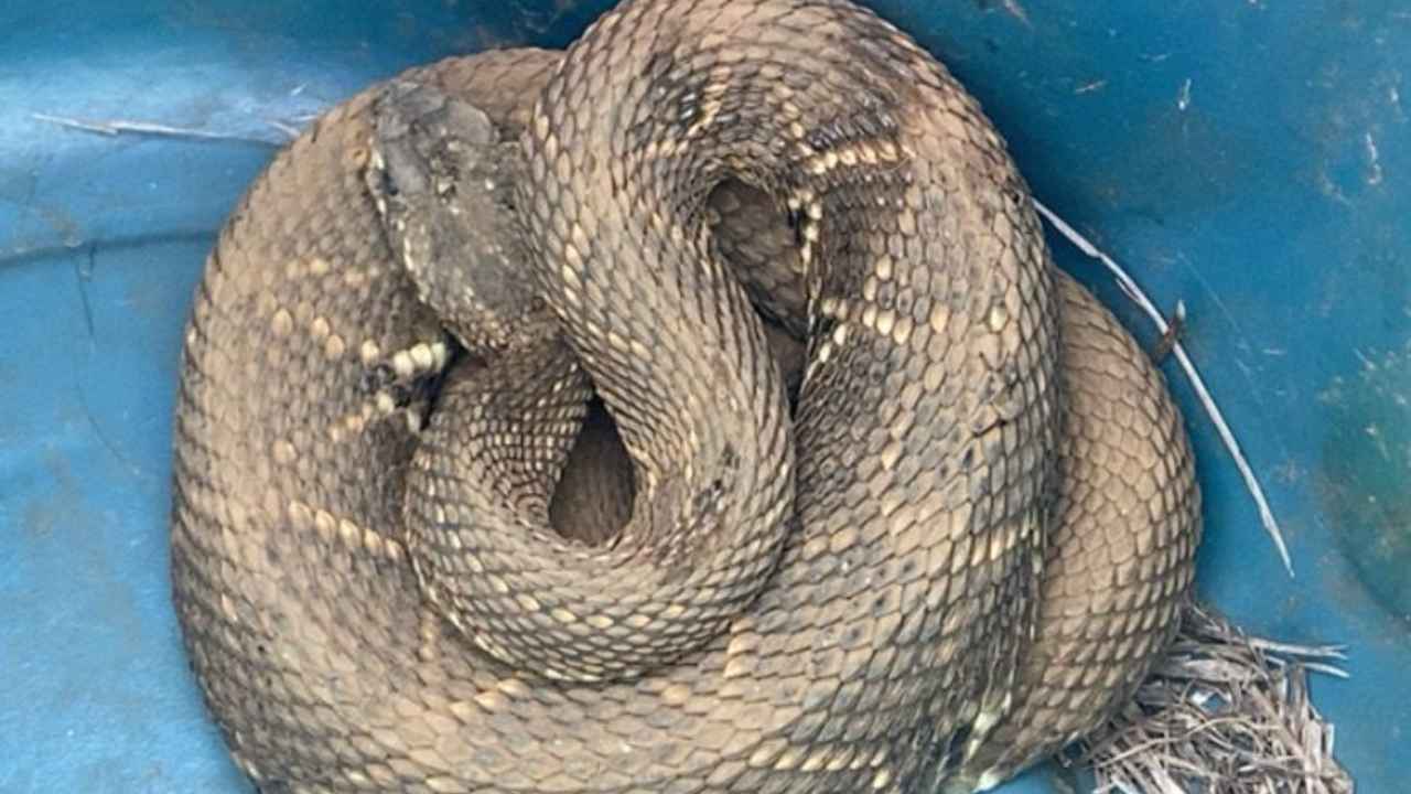 Cascavel e teiú ficam presos em cisterna Cascavel e teiú ficam presos em cisterna