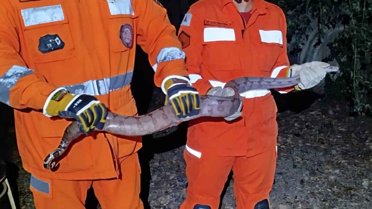 Cobra em Unai Cobra em Unai