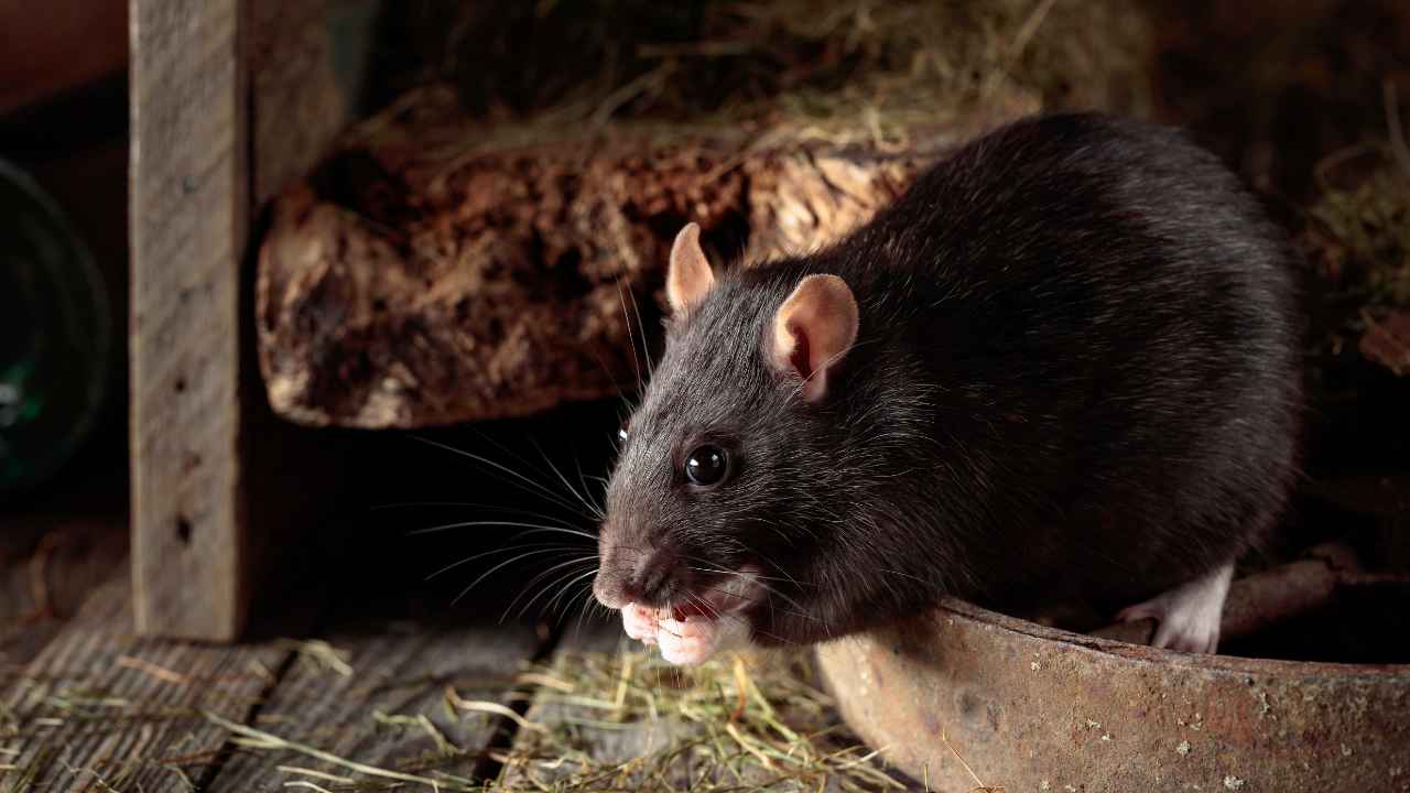 Hantavírus e leptospirose Hantavírus e leptospirose