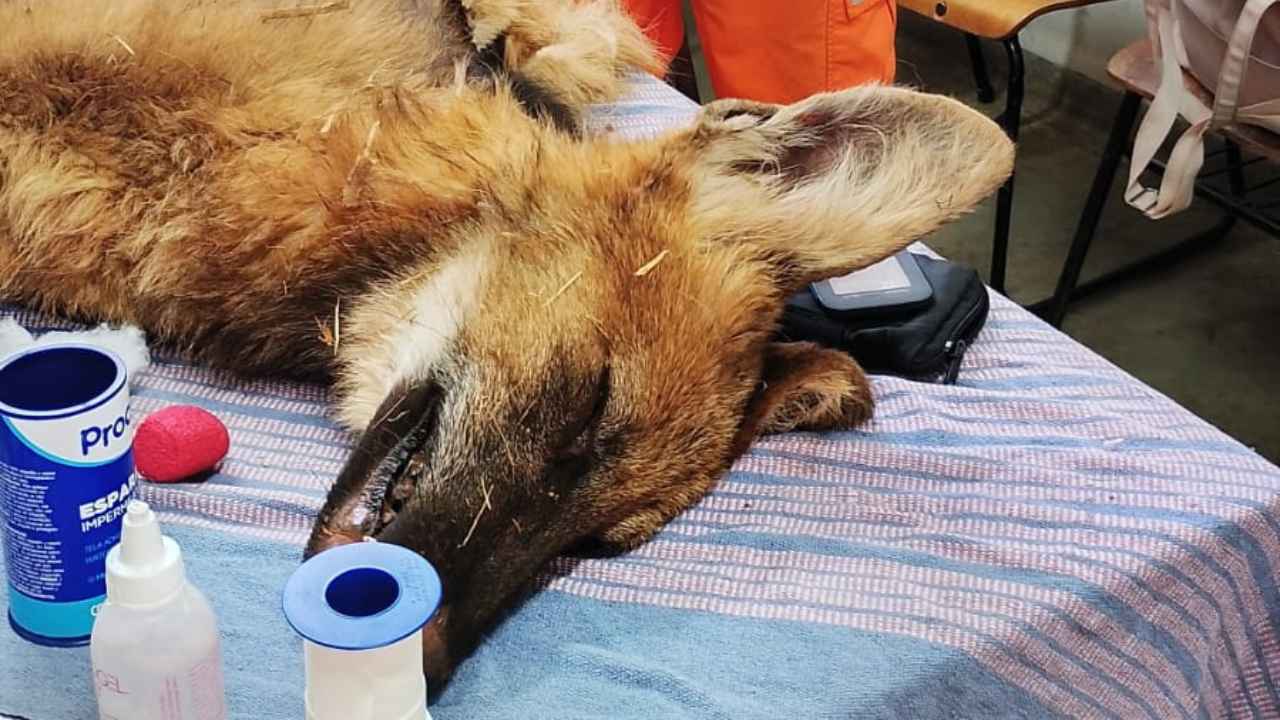 Lobo-guará é resgatado Lobo-guará é resgatado