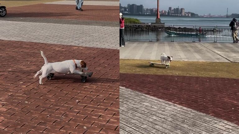 cachorro skatista