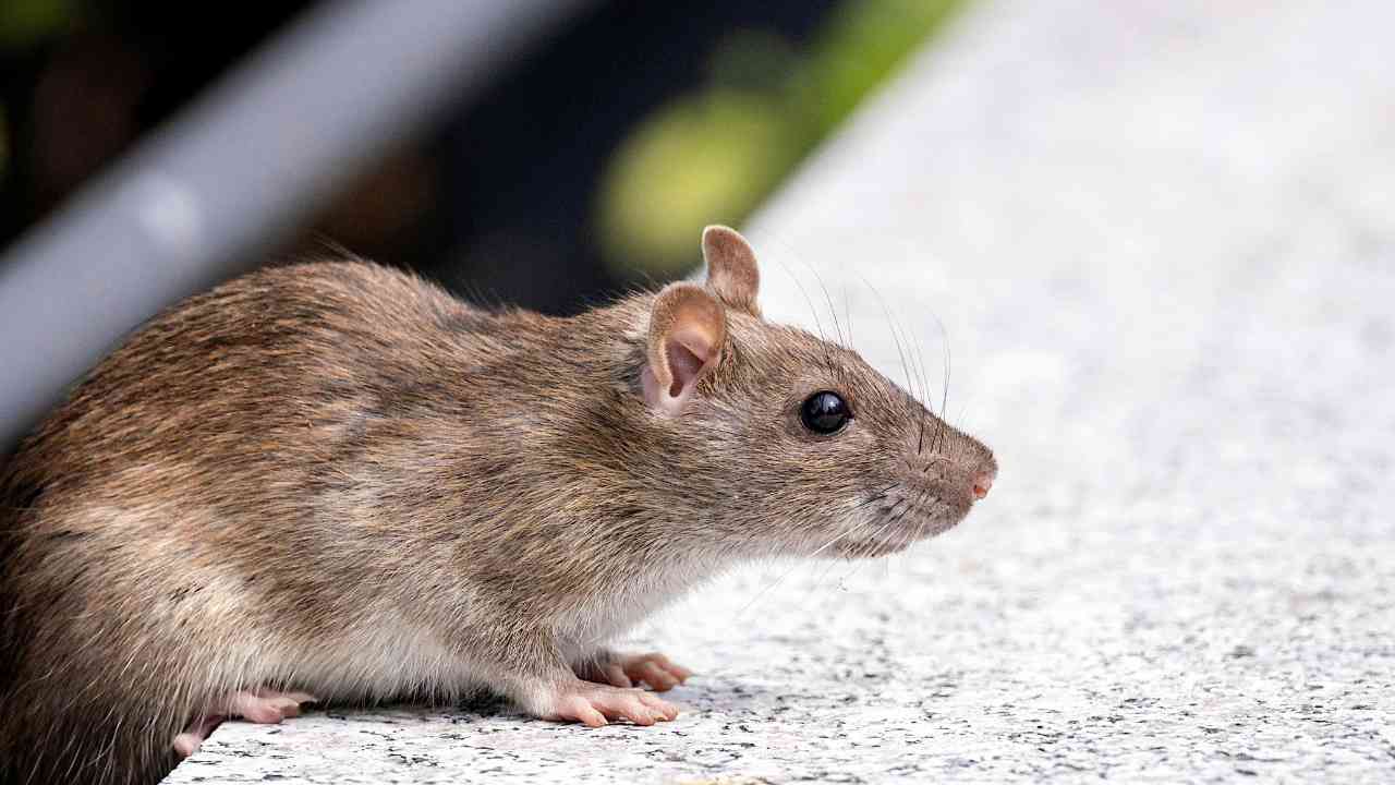 hantavírus - rato