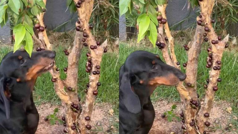 Cachorro salsicha