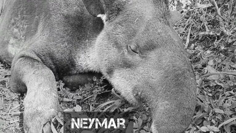 anta neymar
