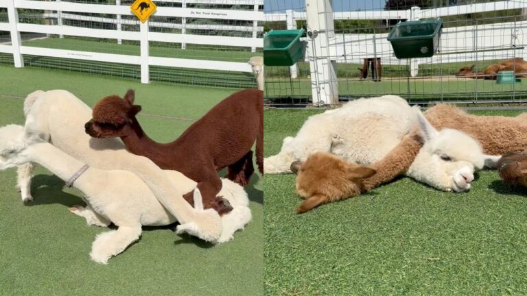 fazenda alpacas