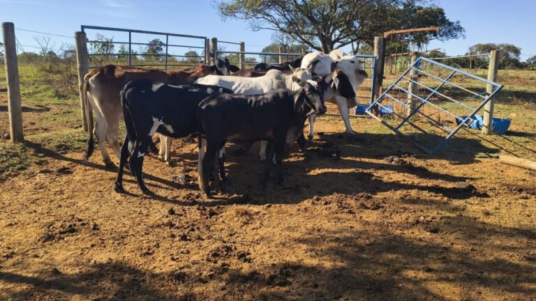 Os animais recuperados são uma cabeça de gado adulta e um garrote - Crédito: Reprodução/PCMG