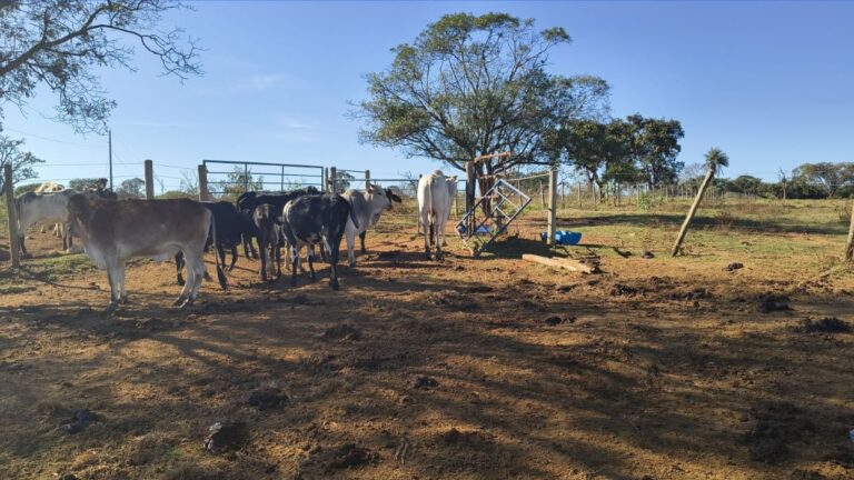 PCMG recupera gados furtados e devolve animais a produtor rural de Patos de Minas - Crédito: PCMG