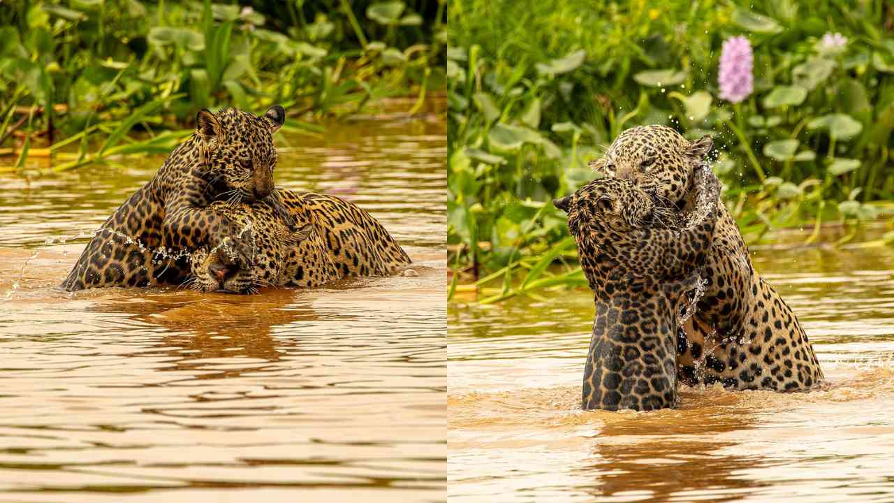 Onça-pintada ensina filhote a nadar nas águas do Pantanal em cena rara registrada por fotógrafo de vida selvagem