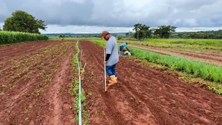 Plantação de arroz: conheça o projeto de agricultura familiar no Triângulo Mineiro