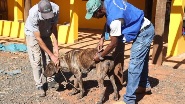 cachorro sendo vacinado em campanha antirrábica na zona rural de uberlândia