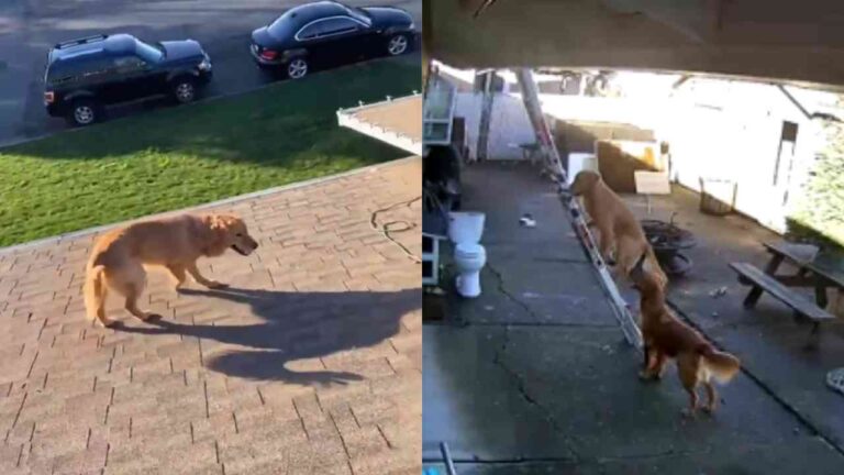 Cachorro no telhado