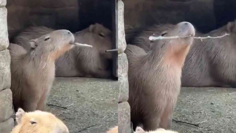 capivara kung fu