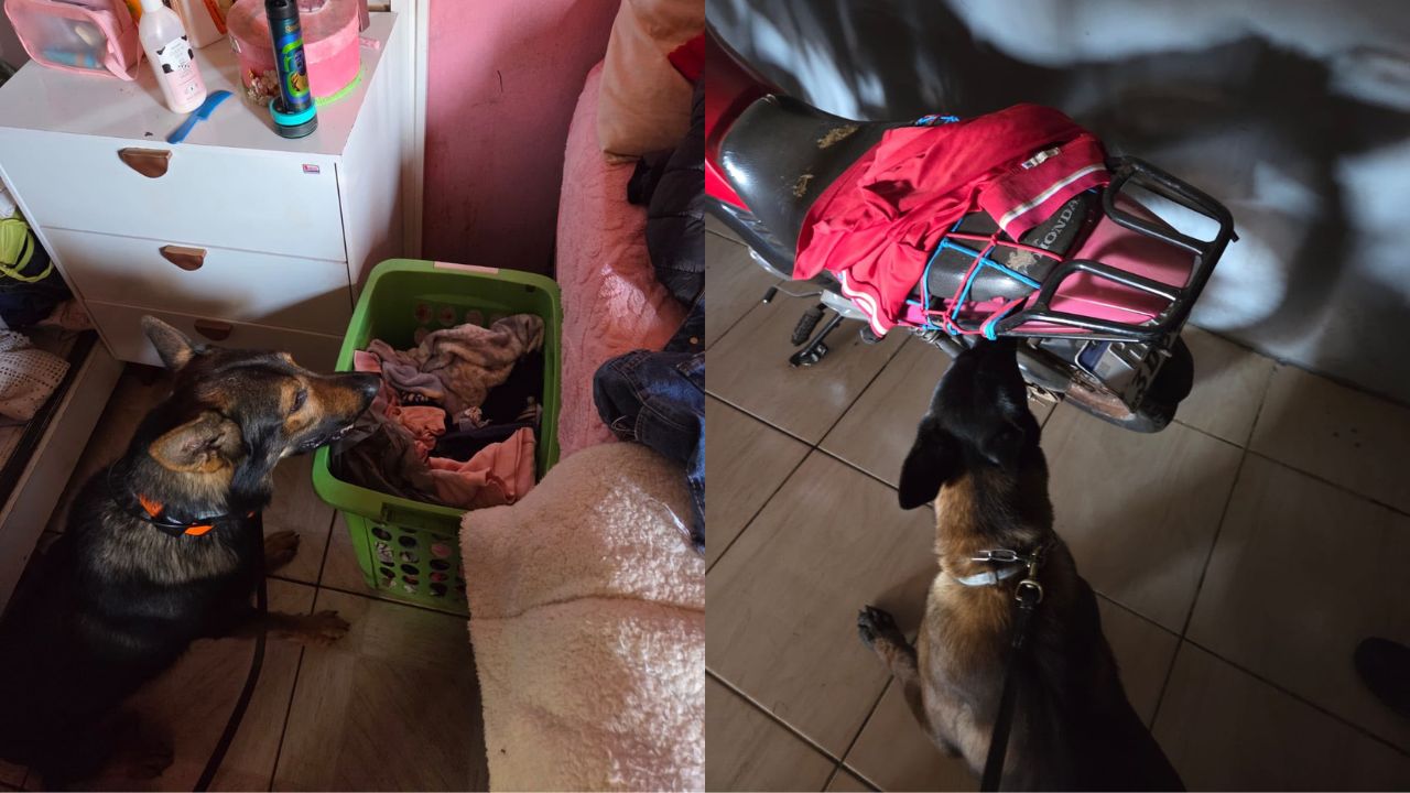 cães farejadores em ação policial contra pontos de tráfico em são gotardo
