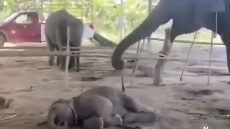 mãe elefante acordando filhote