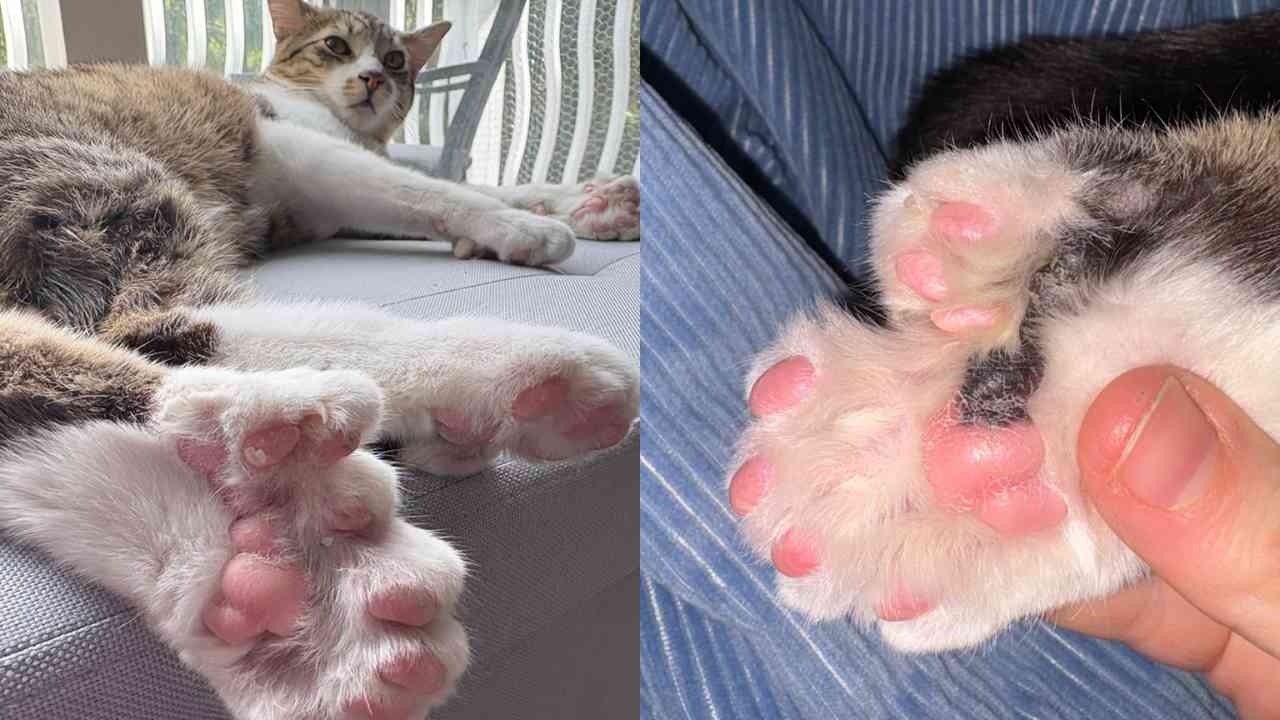 Gato de 28 dedos