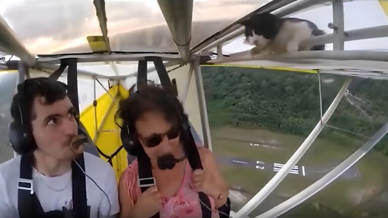 gato avião