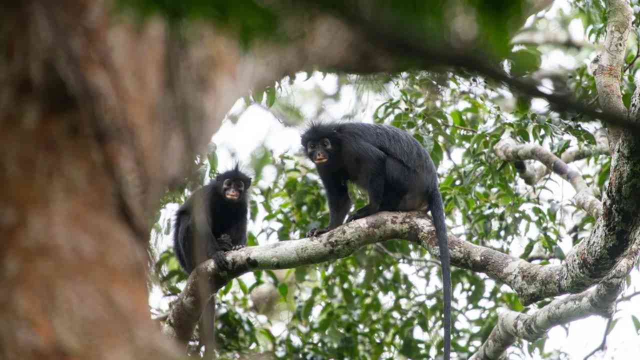 Macaco no Congo