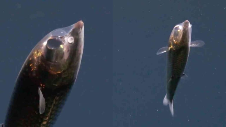 Peixe com cabeça transparente é registrado pela primeira vez vivo no fundo do Oceano Atlântico