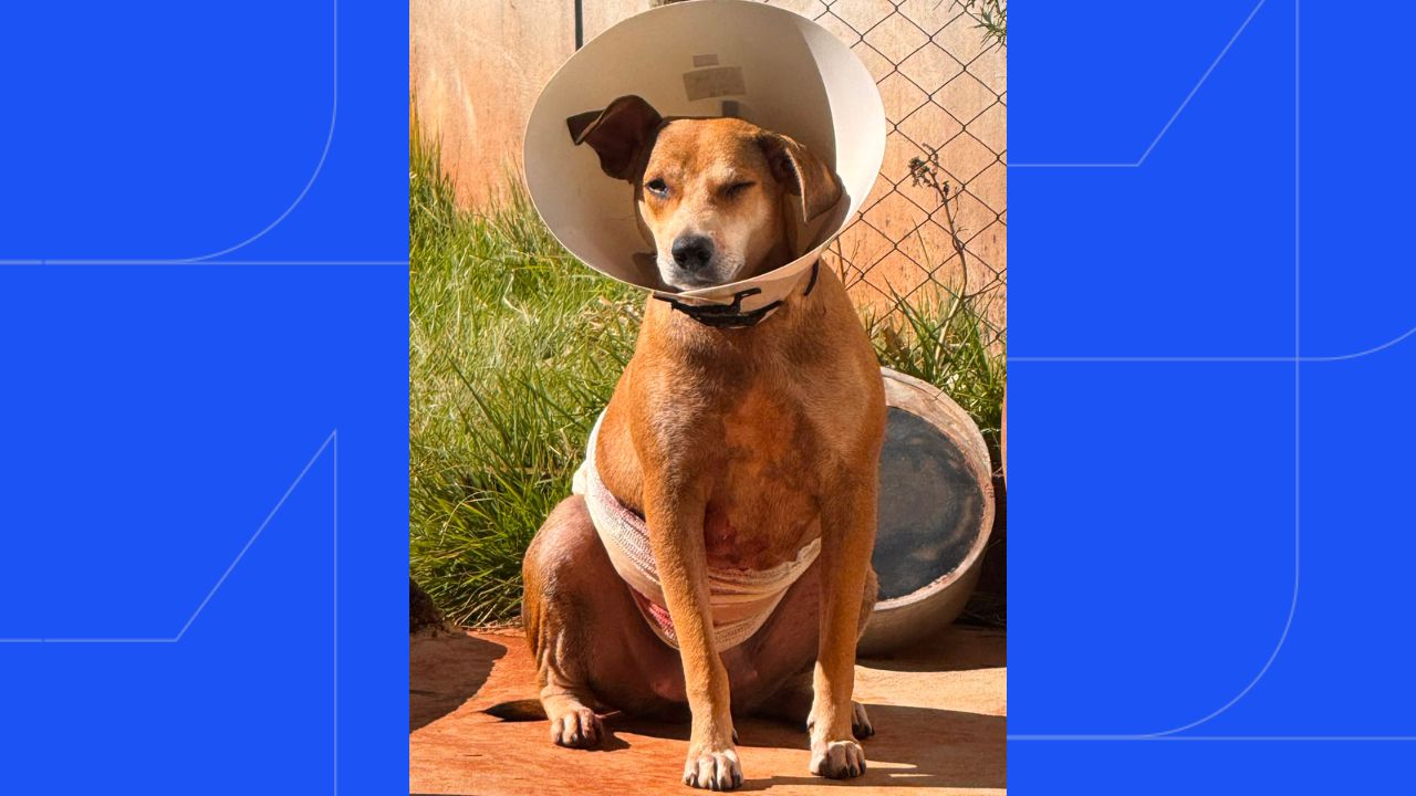 cadela sobrevive a ataque de pitbulls