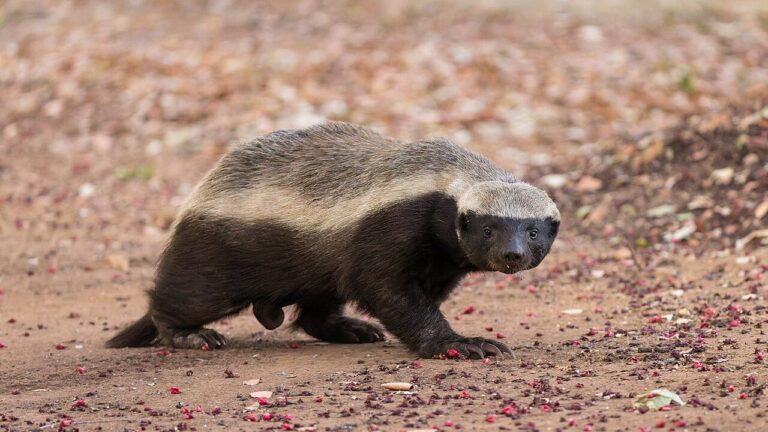 ratel
