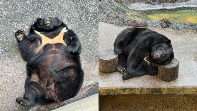 urso gigante