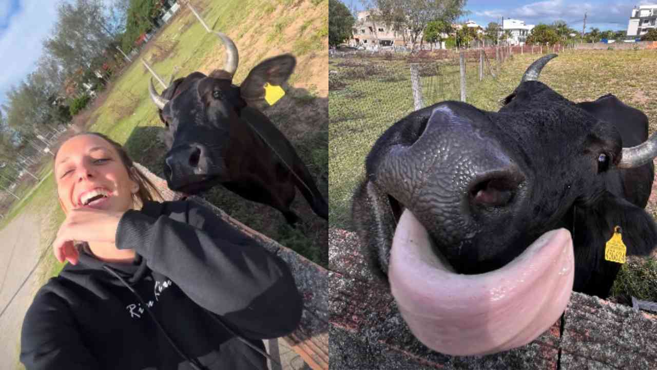 Amizade entre cantora e vaca encantou a internet