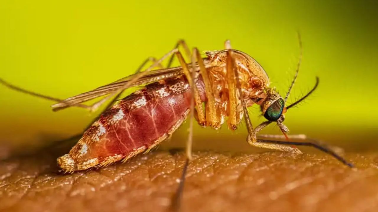 febre do Nilo Ocidental é confirmada perto de Uberlândia