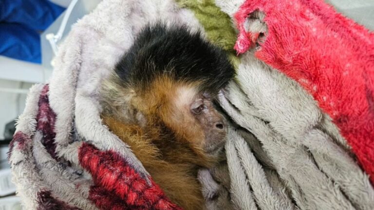 Macaca chica