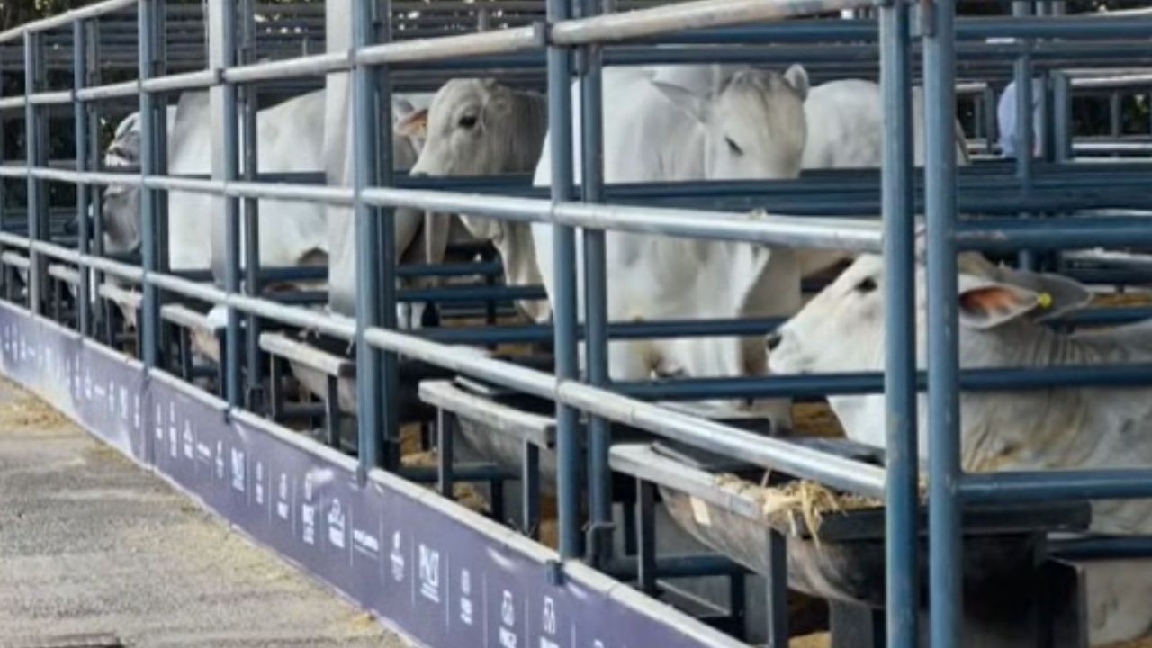 vacas em Uberaba na ABCZ vacas em Uberaba na ABCZ