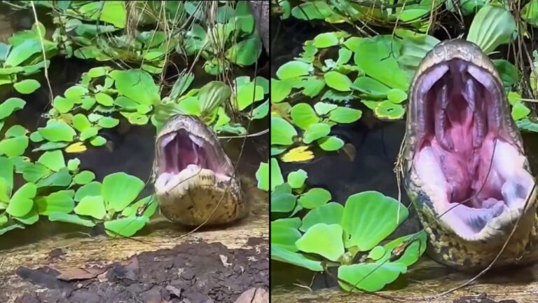 anaconda sucuri mandíbula