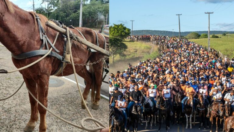 Dia do Advogado Animalista
