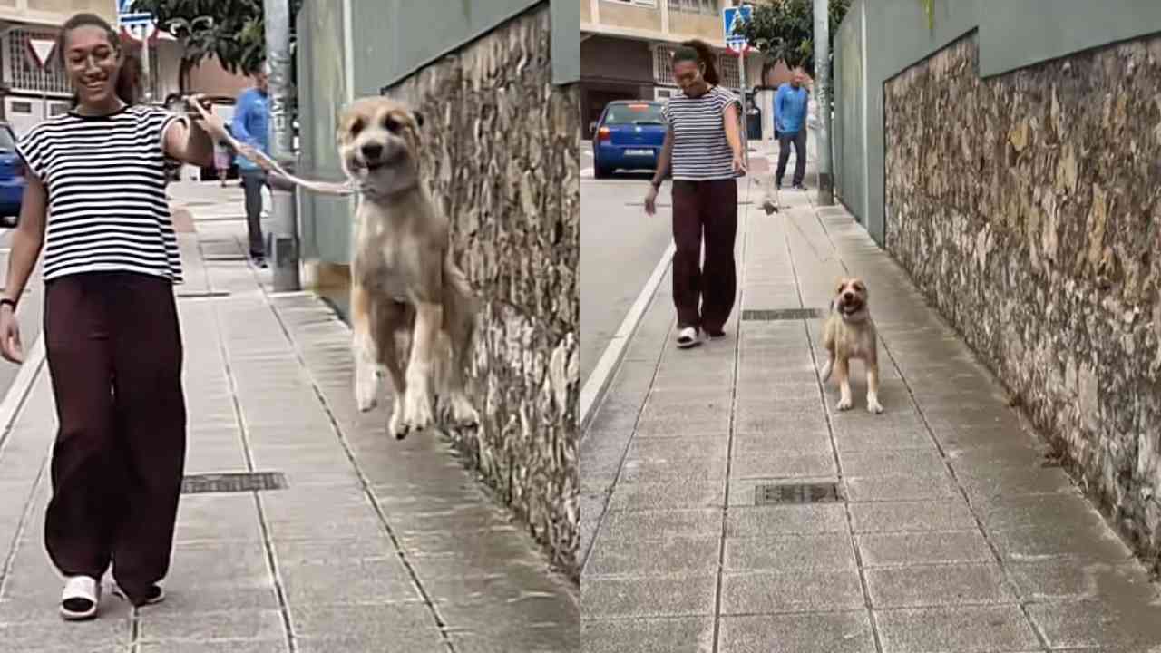 cachorro canguru