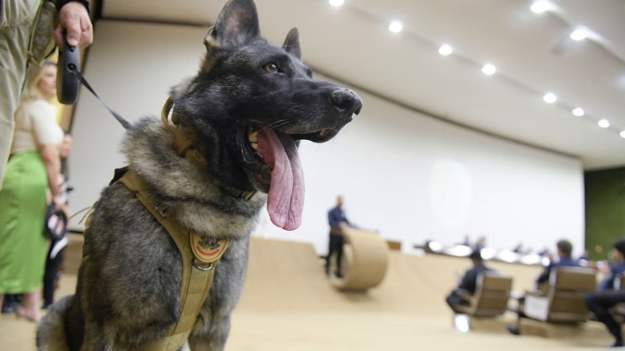 Uma veterinária foi atacada na manhã desta terça-feira (18) por um cachorro da equipe de segurança do Congresso Nacional.