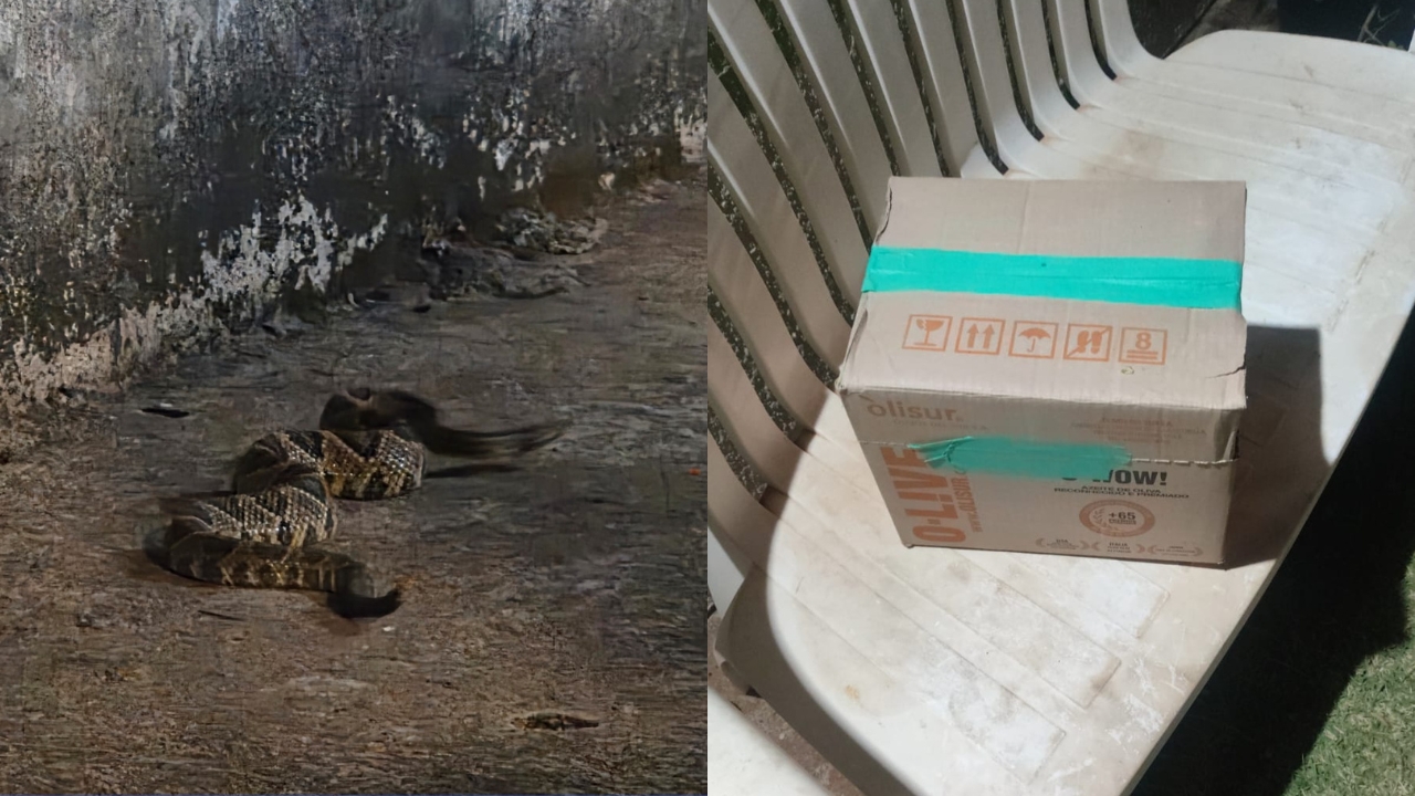 Cascavel foi encontrada na porta de uma residência Cascavel foi encontrada na porta de uma residência