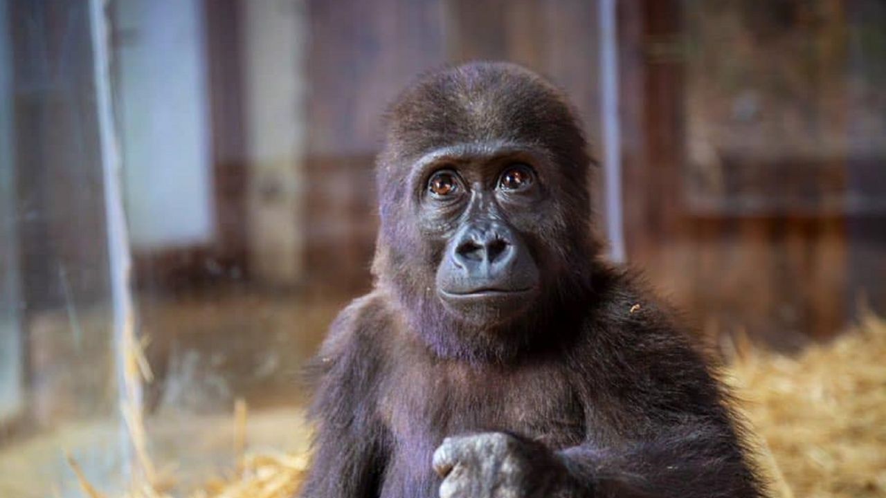 Filhote de gorila Zeytin em recinto de zoológico em Istambul, na Turquia