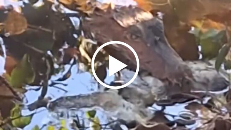 Jacaré aparece em lagoa do Parque do Sabiá em Uberlândia