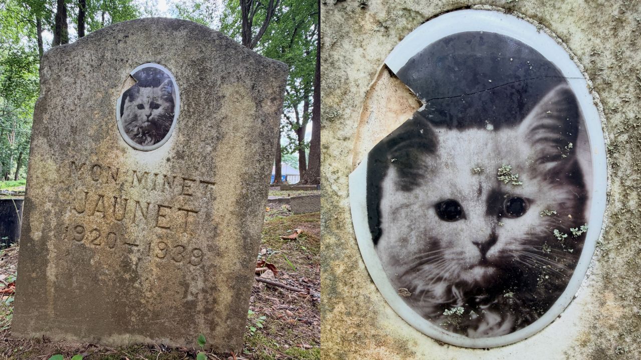 lápide de gatinho
