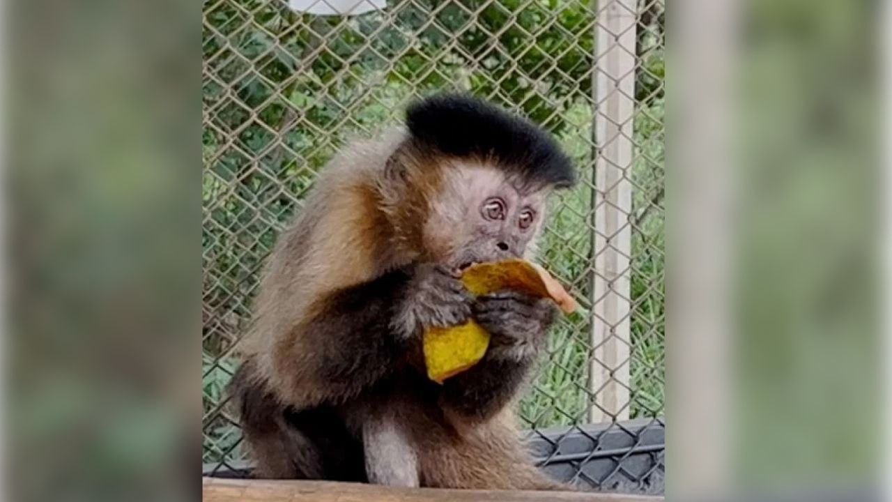 Macaca Chica Macaca Chica