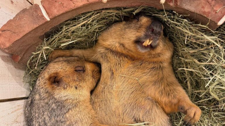 marmotas