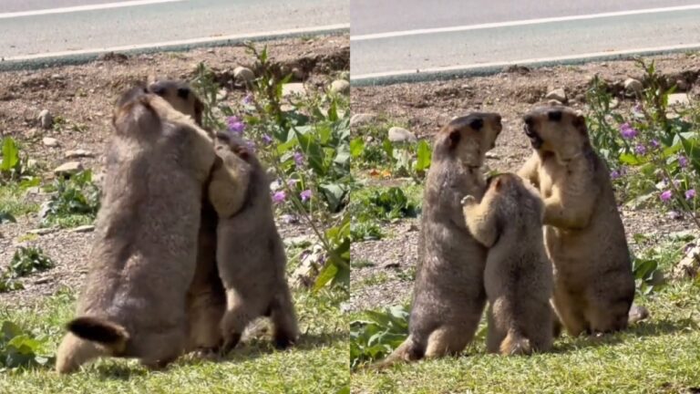 marmotas brigando