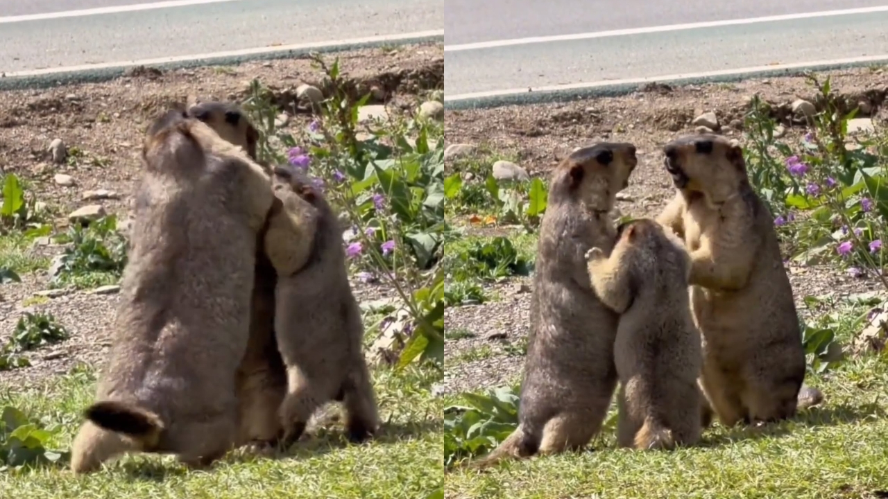 marmotas brigando